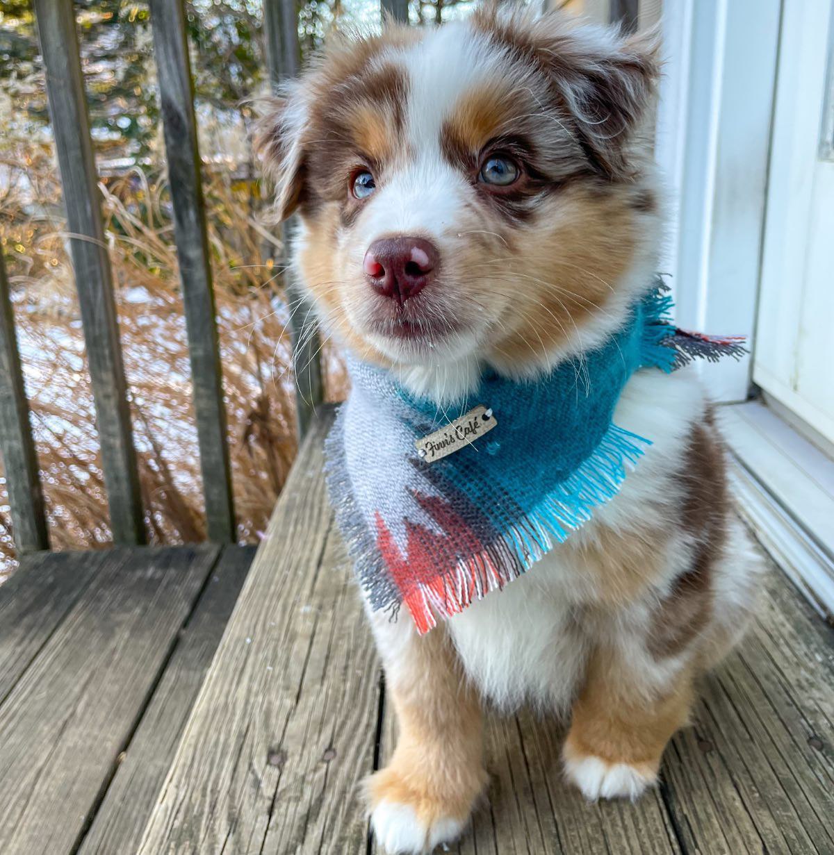 Tracy - Australian Shepherd Puppy